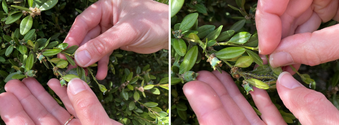 Example of box tree moth caterpillar hidden inside leaves and webbing. 
